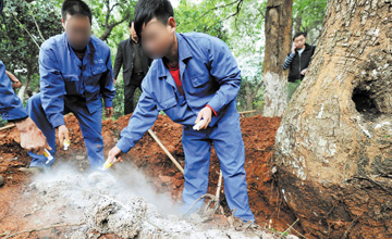 樹木白蟻防治施工